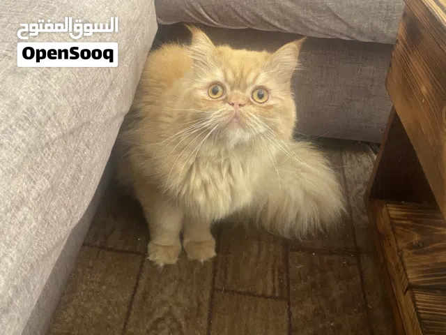 ذكر مكس بيرشن لونج هير