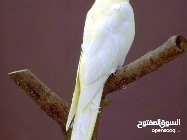 مطلوب ذكر كوكتيل جاهز يكون مجرب بسعر منطقي