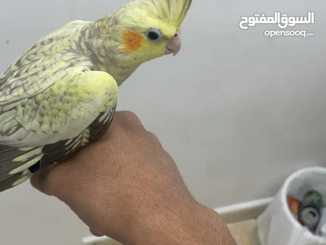 طير كوران كوكتيل