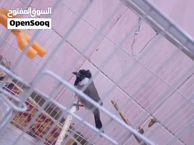 متاح بلبل عراقي