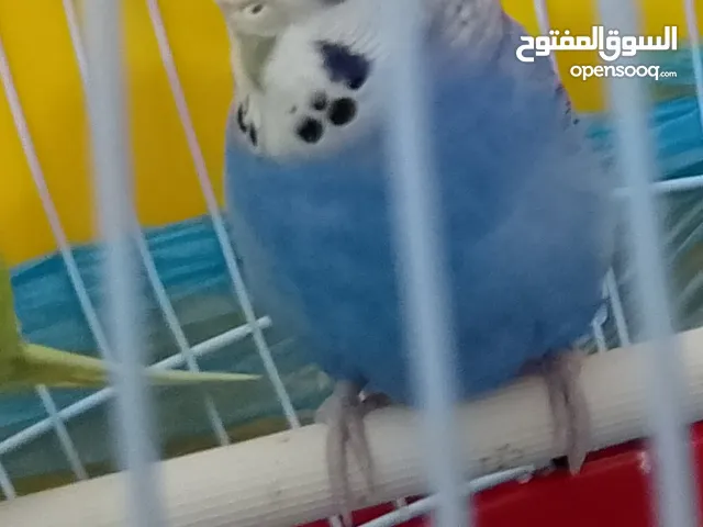 طيور بادجي 3 انثى العمر من سنه شهور الى سنه طيور بادجي أنثى عدد 3