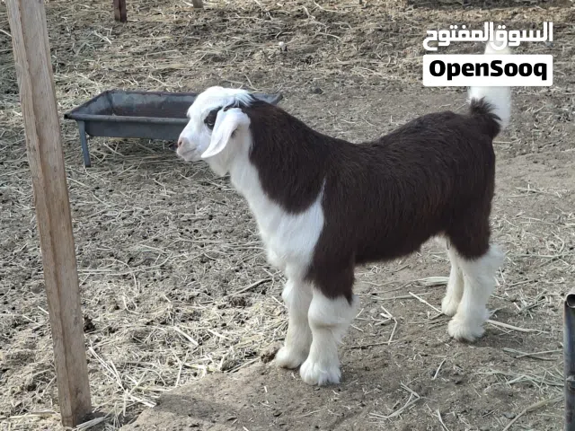 جدي جلح من حلال هوش الرحوب