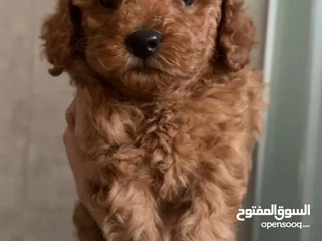 توي بودل انثى العمر شهرين Toy poodle female, 2 months old