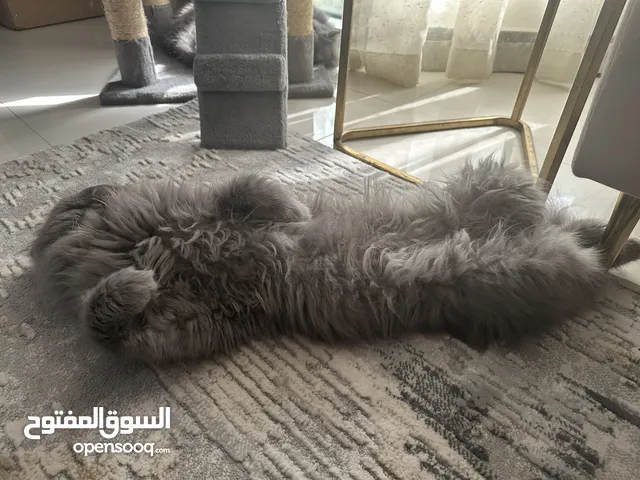 شيرازي لون رمادي