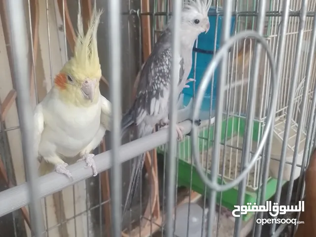 زوج كوكتيل بسعر حرق