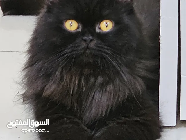 2 Adorable male cats