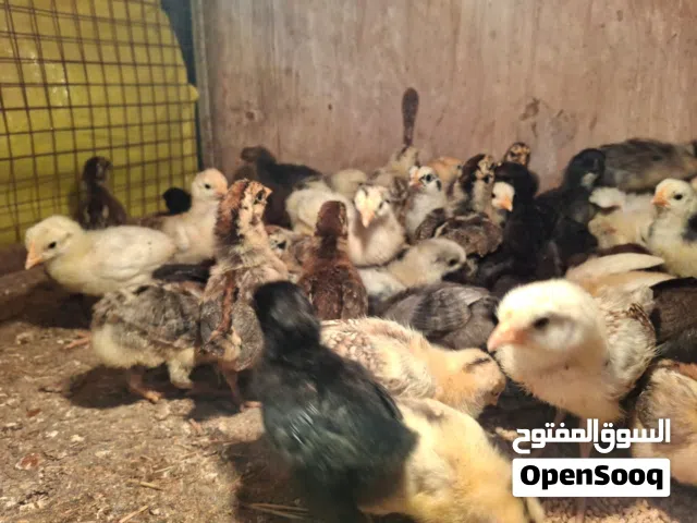 فلاليس عربي ربي يبارك