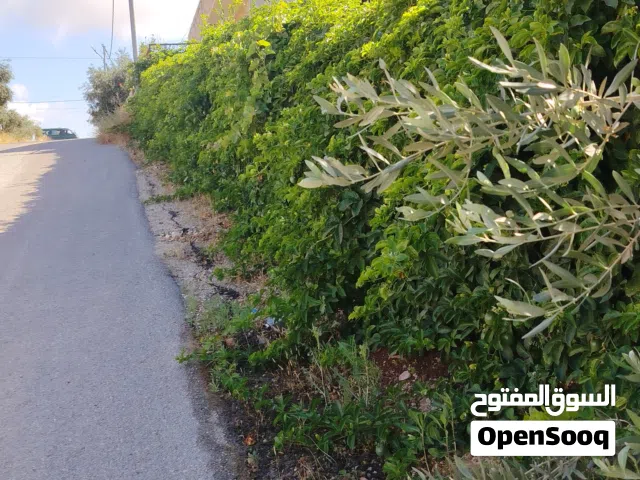 كمية باشن فروت (مس فلورا) للبيع الكمية كامله