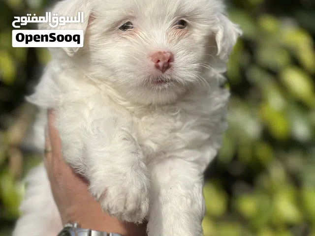 Havanese puppy