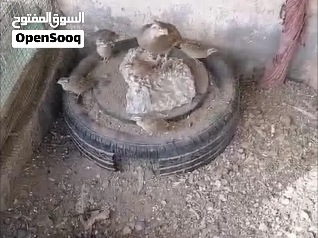صفارده باكستاني للبيع زوج و فروخه