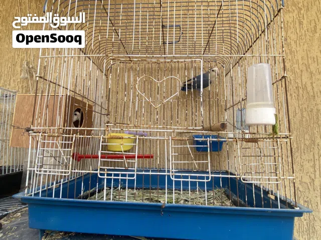 كوبا بركديلو روز