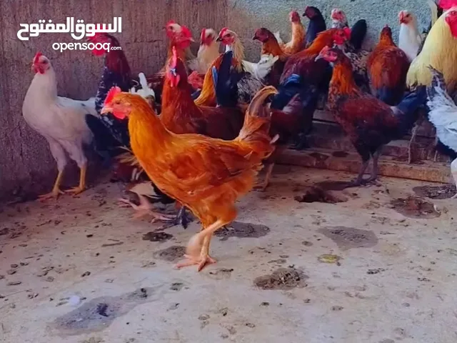 دجاج عماني كبار للبيع