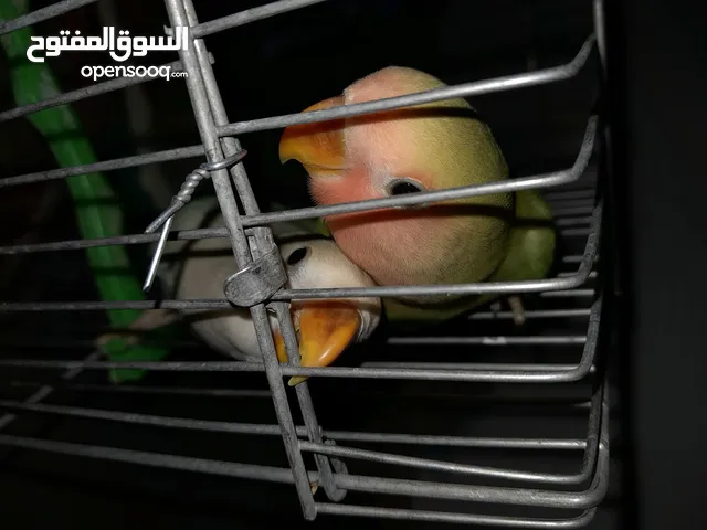 فرخين روز لون ازرق واخضر