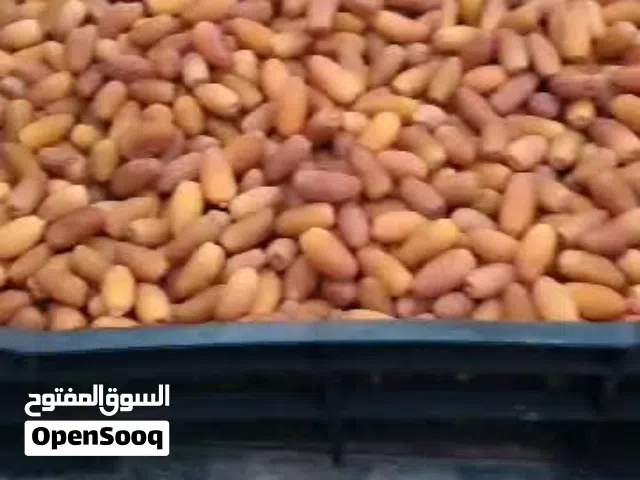 ثمور دقله فاخره