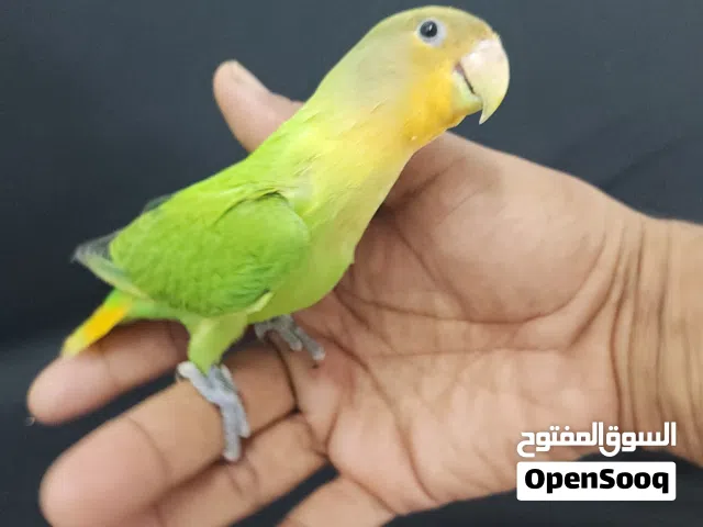 ببغاء روز اليف وهدد