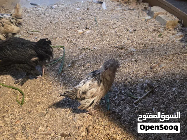 دجاج البيع اربع دجاجات وديج ابيع كلهن