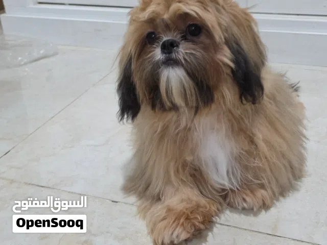 شدزو ذكر عمره 8 شهور مستواه عالي والحجم القصير انتاج اصلي