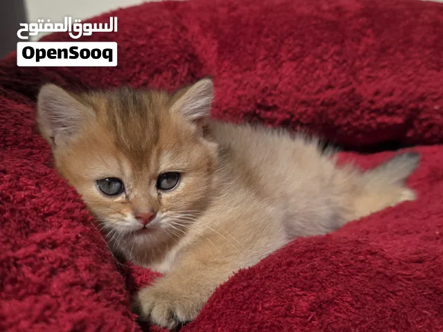 British shorthair / scottish fold
