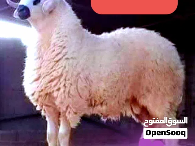 قصاب متنقل تحت الطلب لذبح وتقطيع الذبائح أمام باب بيتك لجميع مناطق الكويت