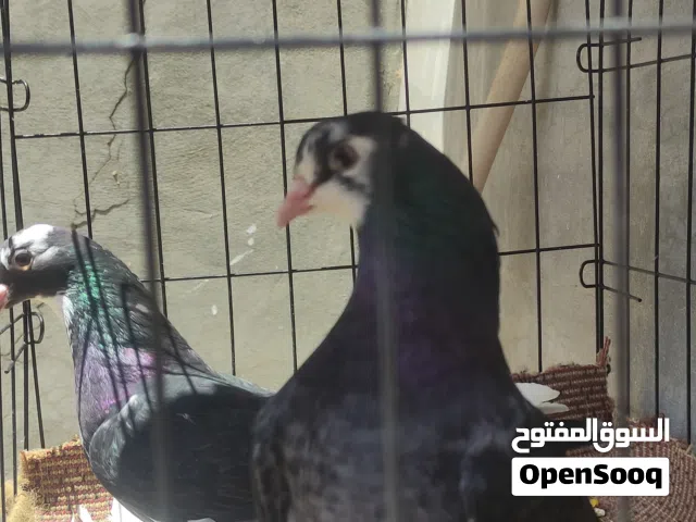 كوبية هزاز