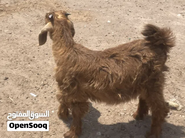 تيس ماشاءالله من حلال بني سعيد فول سمنه
