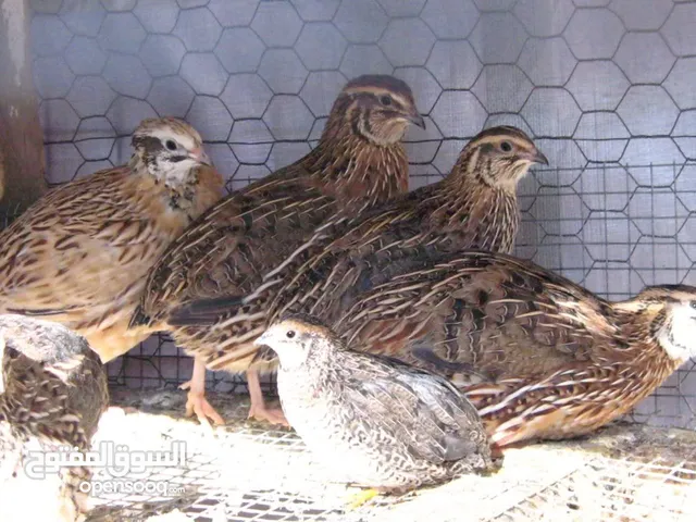 6 طيور فري سمان بياضات السلط قرب المستشفى الجديد