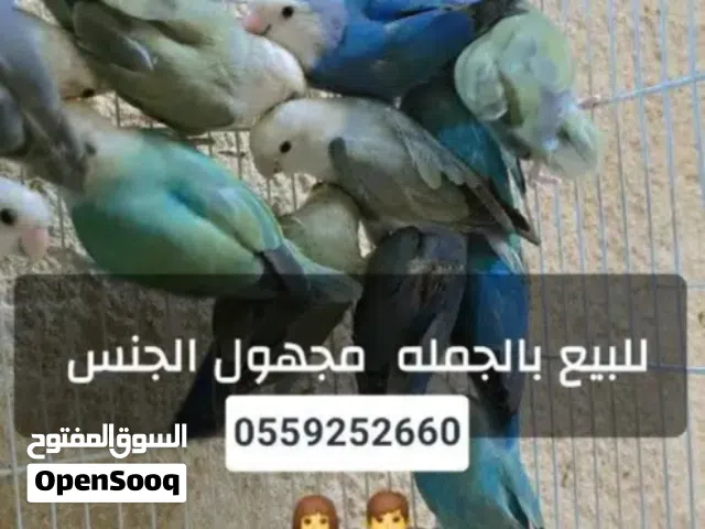 عصافير روز للبيع بالجمله