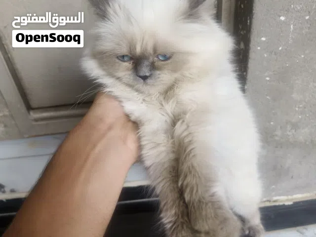 قط منزلي ابيض