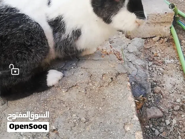 ذكر بداية انتاج للبيع