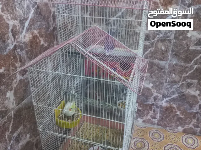 كوكتيل  لون اصفر