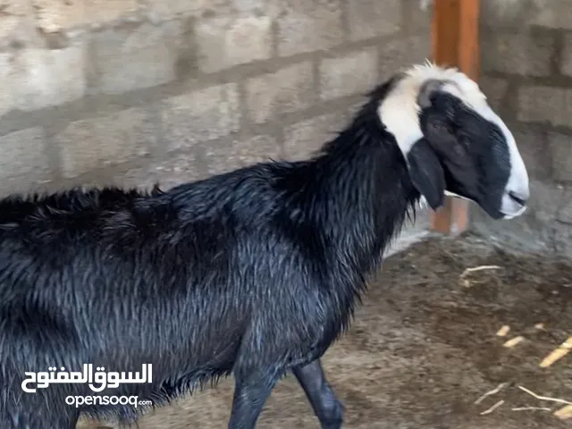 كبش نجدي اصلي