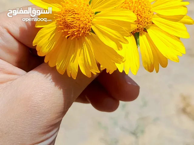 ورد أصفر 2025