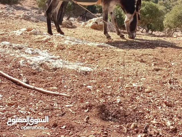 حمار فحل كفاله حراث حطب عقاله