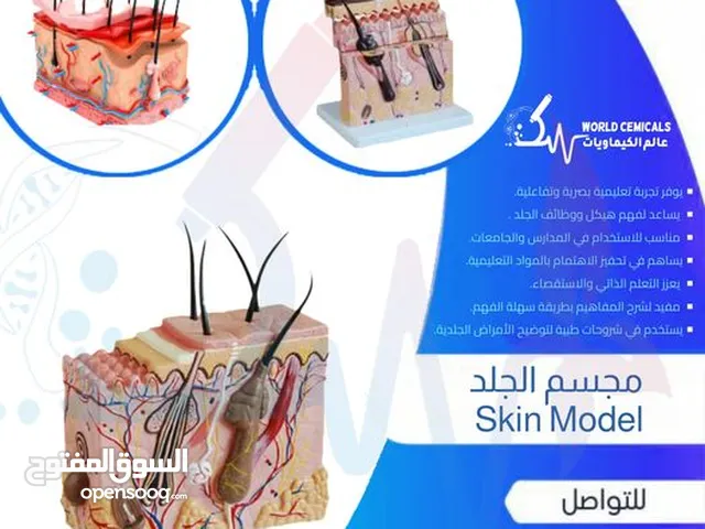 وسائل تعليمية ومجسمات مجسم الجلد Skin Model