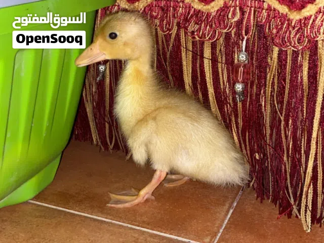 بط ذكر للبيع