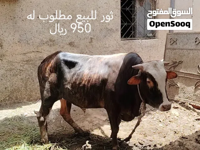 ثور محلي للبيع