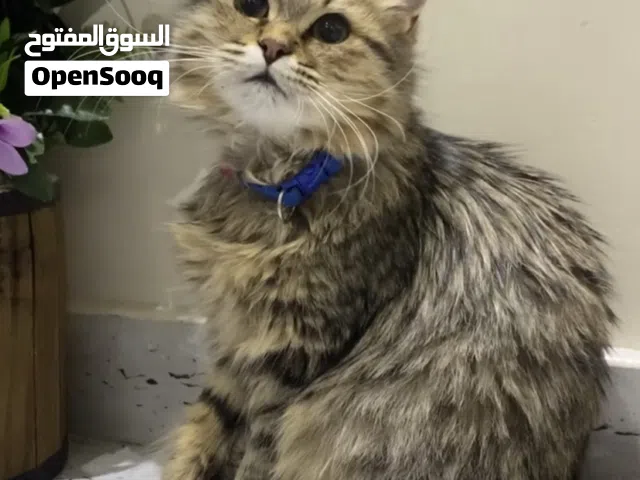 قط للتبني ذكر