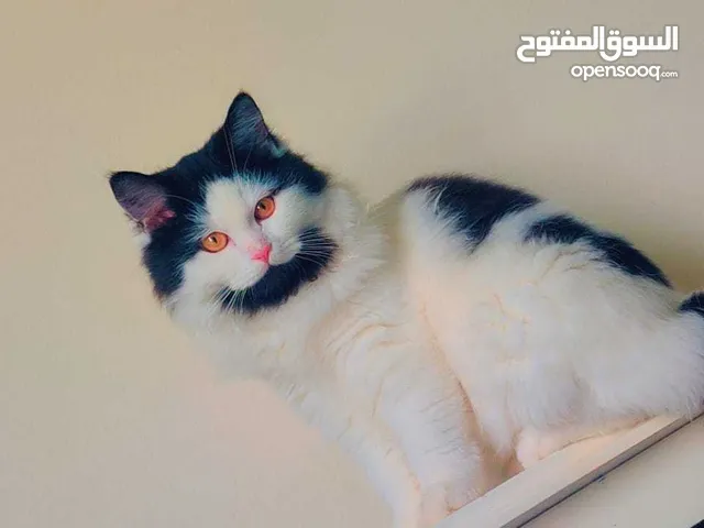 نوع القطط شيرازي هملايا