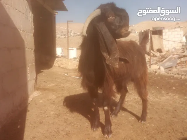 ثني لسا مابدل خالي من أي عيب