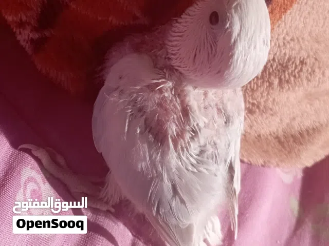 فراخ روز   أقرأ الوصف