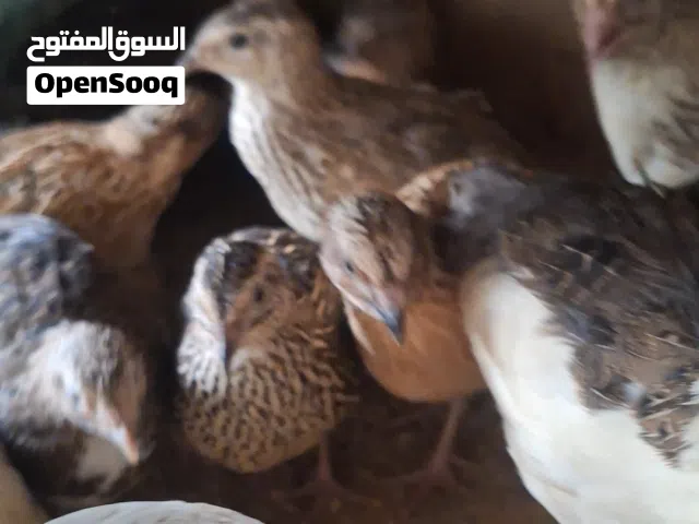 سمان لبيع بياض ملقح من انتاجي