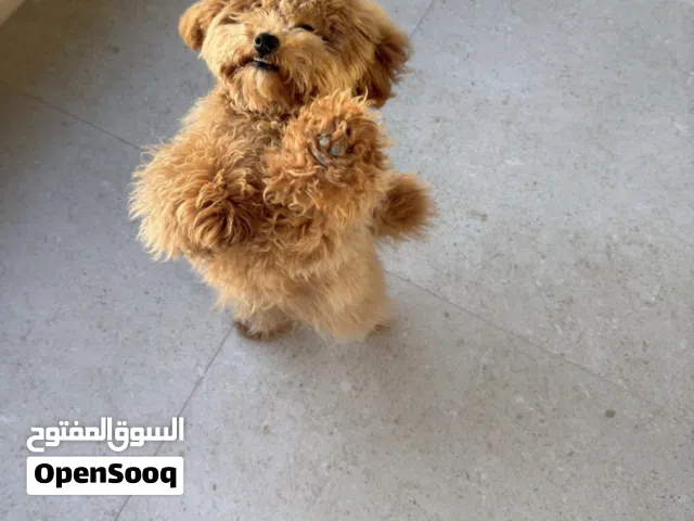Toy Poodle Ukranian Male-Full Vaccinated متاح حالياً  جرو توي بودل الأصلي