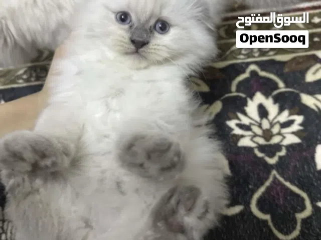 سكوتش فولد للبيع