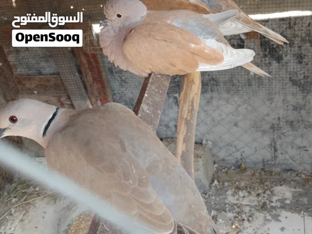 للبيع حمام راعبي