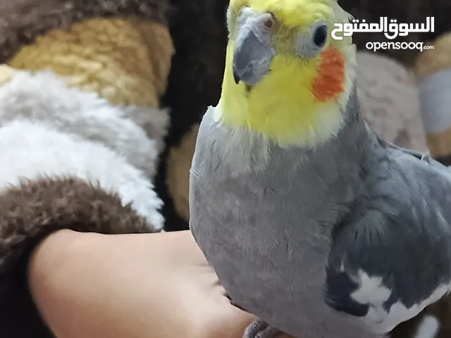 جوز كوكتيل عمره سنة للبيع