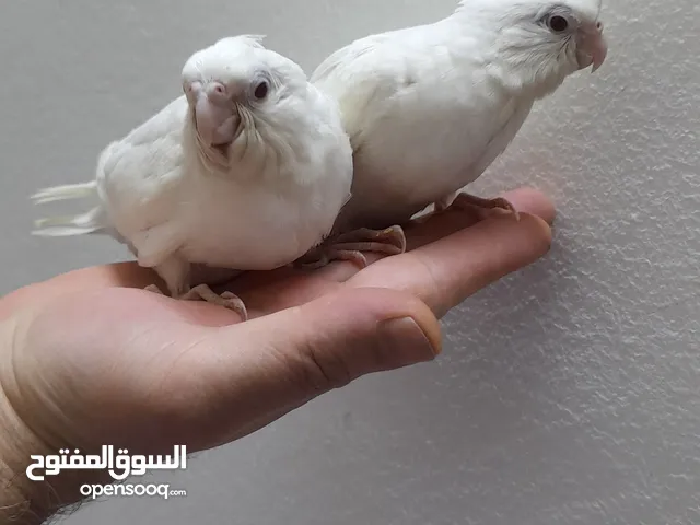 طيور كوكتيل ألبينو عين حمرا ( السعر على الخاص ) إقرأ الوصف