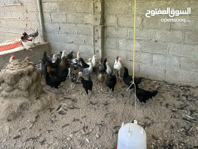 دجاج فرنسي كولومبي وفيومي وأندونيسي الأصل خالي من التهجين