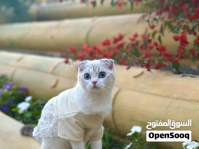Scottish fold Chinchilla سكوتش فولد شانشيلا
