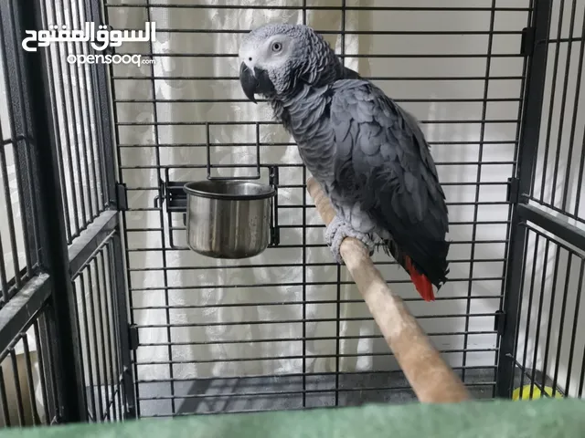 كاسكو gray parrot