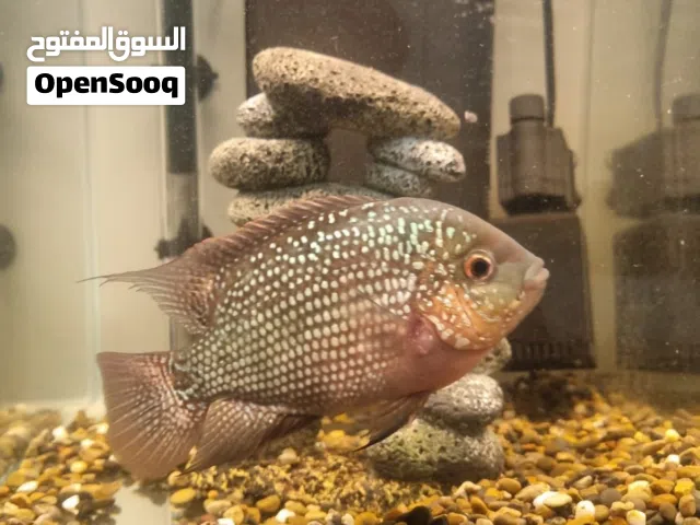Female flowerhorn for sale heathly and active